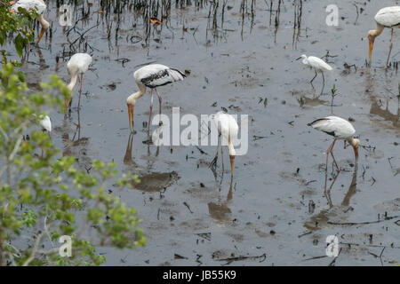 Les oiseaux qui se nourrissent sur les vasières de la réserve de sungei buloh à Singapour Banque D'Images