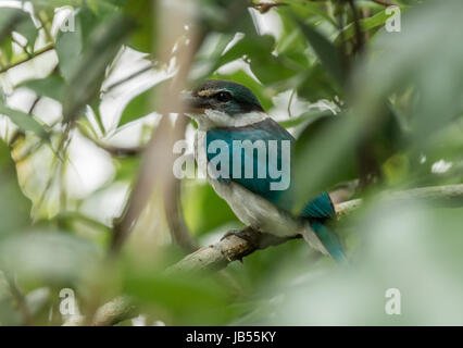 Petit kingfisher perché dans la réserve de sungei buloh à Singapour Banque D'Images