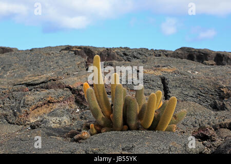 Bouquet de cactus de lave dans les Galapagos Banque D'Images