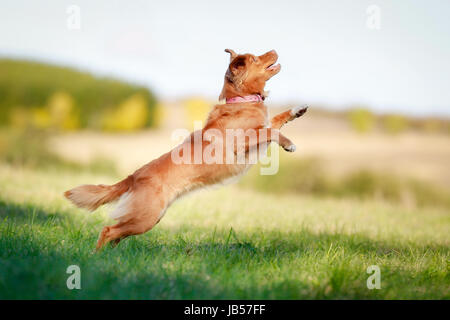 Toller chien saute en l'air au-dessus d'un champ d'herbe verte. Banque D'Images