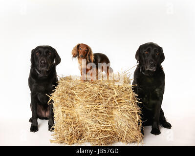 Deux labradors noirs et un teckel à poils longs. Banque D'Images