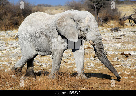 L'éléphant d'Afrique éléphant dans la réserve d'Etosha, Namibie Banque D'Images