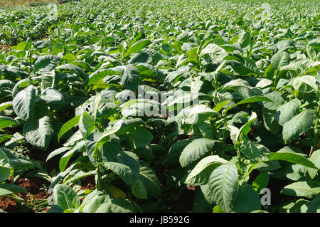 Tabakplantage Vinales im Tal, Kuba. Banque D'Images