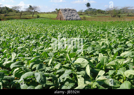 Tabakplantage Vinales im Tal, Kuba. Banque D'Images