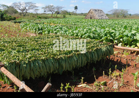 Tabakplantage Vinales im Tal, Kuba. Banque D'Images