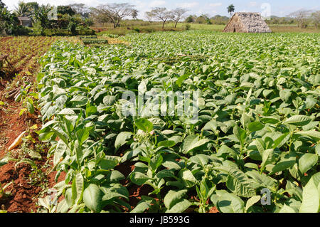 Tabakplantage Vinales im Tal, Kuba. Banque D'Images