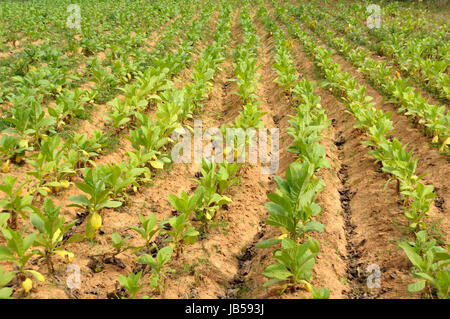 Tabakplantage Vinales im Tal, Kuba. Banque D'Images