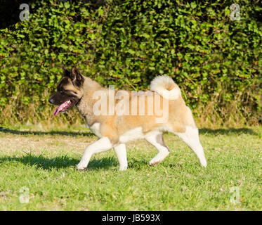 Une vue de profil d'un sable blanc et brun, pinto Akita américain chien qui court sur l'herbe, distinctif pour sa queue en peluche qui se recourbe sur le dos et pour le masque noir. Une grande et puissante race de chien. Banque D'Images