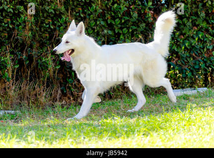 Une Belle Jeune Berger Blanc Suisse Chien Qui Court Sur L