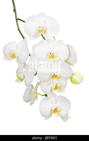 Belle branche de gentlie romantique blanc fleurs orchidée isoler Banque D'Images