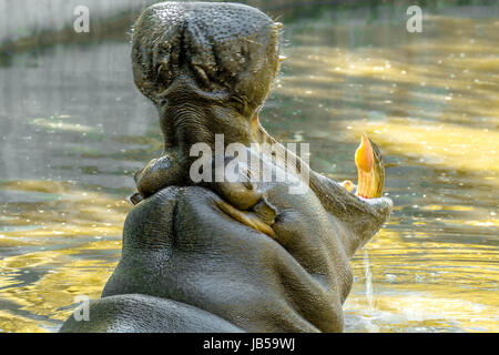 Image d'un grand animal hippopotame dans l'eau a ouvert sa bouche Banque D'Images