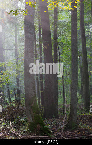 Matin brumeux en été en peuplement feuillu Forest ofBialowieza Banque D'Images