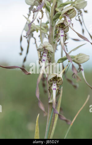 Près d'une uo (Himantoglossum hircinum) flower Banque D'Images