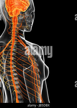 Rendu 3d illustration de la femelle du système nerveux Banque D'Images