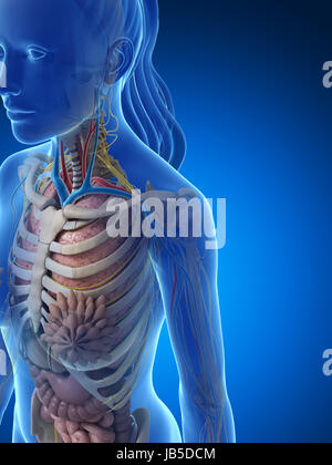 Rendu 3d illustration de l'anatomie féminine Banque D'Images