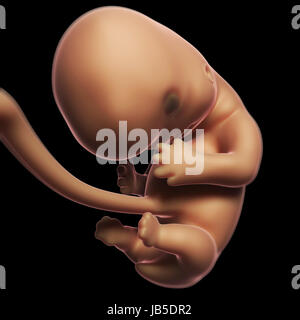 Rendu 3d illustration d'un foetus humain mois 2 Banque D'Images