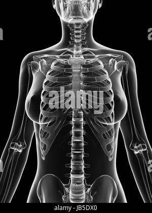 Femelle - thorax squelette transparent Banque D'Images