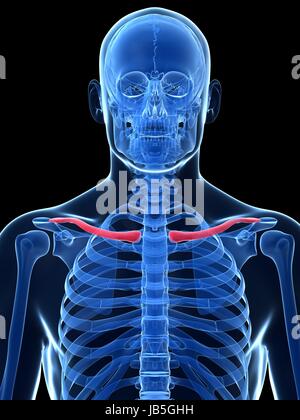 Rendu 3d illustration - la clavicule Banque D'Images