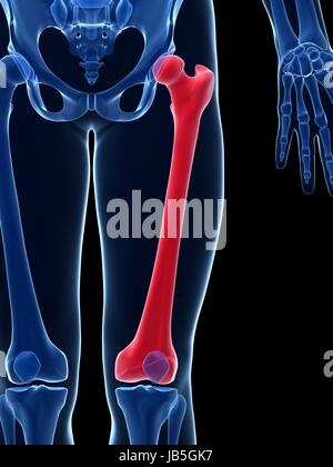 Rendu 3d illustration - le fémur Banque D'Images