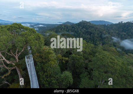 Dans rianforest tropical luxuriant parc national d'Ulu Temburong au Brunei Banque D'Images