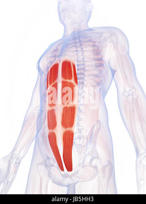 Illustration en rendu 3d des muscles abdominaux Banque D'Images