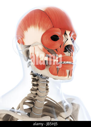 Rendu 3d illustration de la musculature faciale humaine Banque D'Images