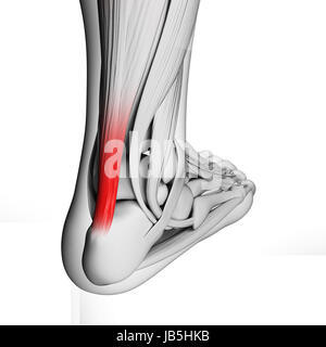 Rendu 3d illustration du tendon d'achille Banque D'Images