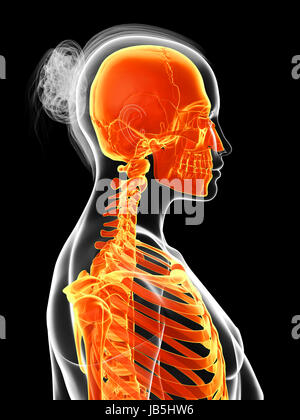 Rendu 3d illustration du squelette féminin Banque D'Images
