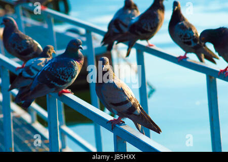 Les pigeons se reposant sur la jetée du lac de Côme Banque D'Images