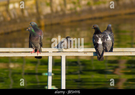 Les pigeons se reposant sur la jetée du lac de Côme Banque D'Images