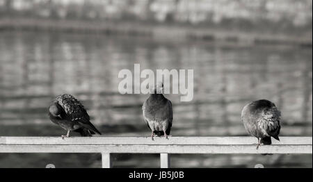 Les pigeons se reposant sur la jetée du lac de Côme Banque D'Images