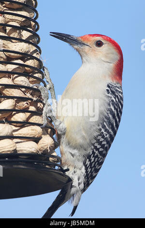 Homme Pic à ventre roux (Melanerpes carolinus) sur un convoyeur d'arachide avec un fond bleu Banque D'Images