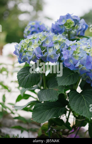 Bleu et rose hortensia hortensia multicolore floraison sur un patio dans le jardin Banque D'Images