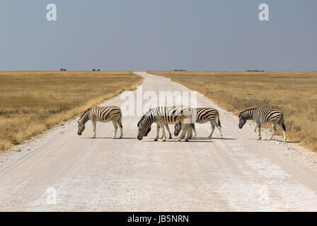 Troupeau de zèbres de Burchell crossing road à Okaukuejo Etosha wildpark, trou d'eau. La Namibie Banque D'Images
