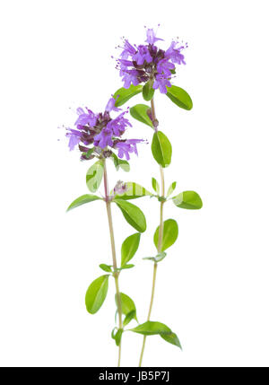 Deux fleurs de thym (Thymus serpyllum) isolé sur fond blanc. Banque D'Images