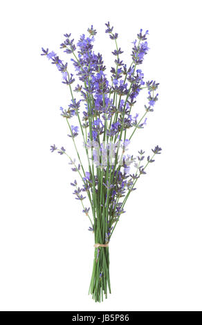 Bundle de lavande isolé sur fond blanc. Banque D'Images