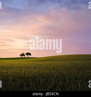 Paysage panoramique avec coucher du soleil un soir d'été à deux arbres Banque D'Images