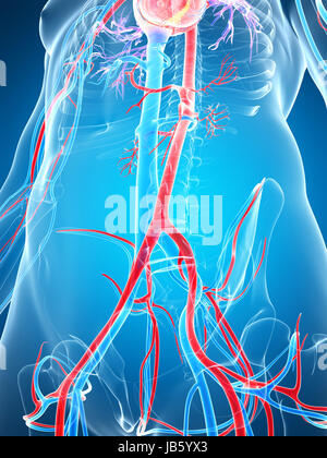 Rendu 3d illustration du système vasculaire humain Banque D'Images