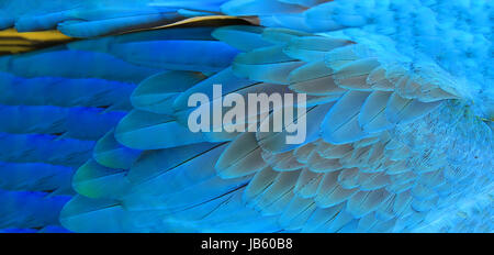 Les plumes de perroquet jaune et bleu texture exotique Banque D'Images