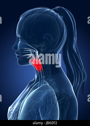 Rendu 3d illustration médicale - larynx Banque D'Images