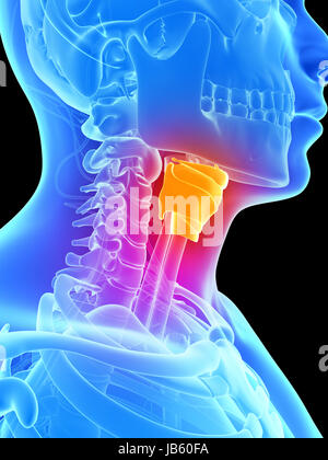 Illustration en rendu 3d - larynx Banque D'Images