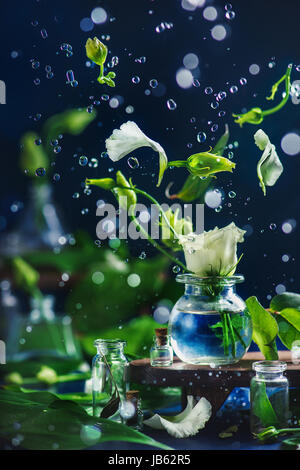Eustoma flottant fleurs, pétales, de bourgeons et de gouttes d'eau en mouvement sur un fond sombre avec de beaux bokeh Banque D'Images