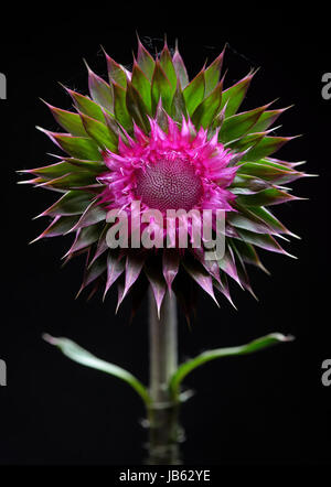 Chardon fleur sur fond noir en studio Banque D'Images