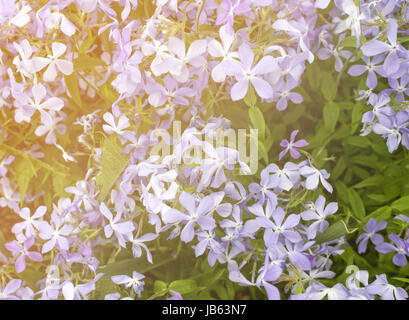 Les petites fleurs violettes au coucher du soleil. La texture. Banque D'Images