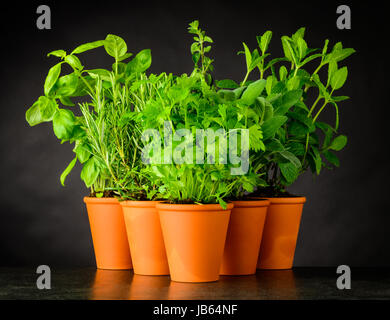 Différents types d'Herbes culinaires croissant dans des pots de céramique sur fond sombre Banque D'Images