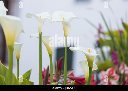 Bulbes de fleurs calla blanc dans une ville en fleurs, grandes fleurs et plantes de nice Banque D'Images