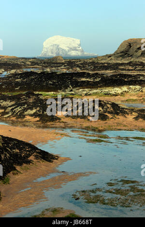 Bass Rock, prises de North Berwick, Ecosse, Royaume-Uni Banque D'Images