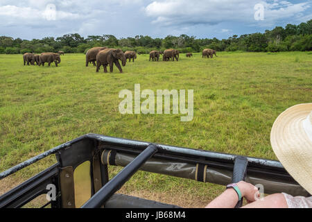 Une femme regarde les éléphants dans le Parc National Minneriya, Sri Lanka d'une jeep Banque D'Images
