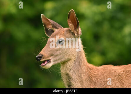 Deer fawn à Khao Yai National Park, Thaïlande. Banque D'Images