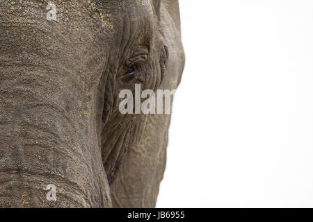 L'éléphant africain (Loxodonta africana) ou bush africain Elephant Banque D'Images